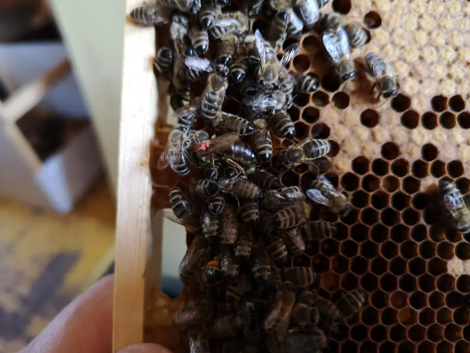 Utrinki iz čebelnjaka 23